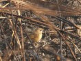 /album/some-overseas-trips/siberian-rubythroat-corbett-jpg/